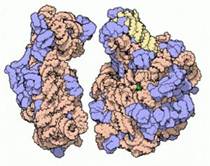 Молекулярная модель малой (слева) и большой (справа) субъединиц бактериальной рибосомы — молекулярной машины, синтезирующей белки. Голубым цветом показаны белки в составе рибосомы, но основную структурную роль выполняет рРНК